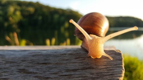 Snail walking at wood HD Wallpaper