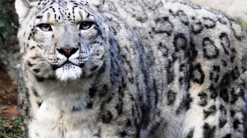 Snow Leopard HD Wallpaper