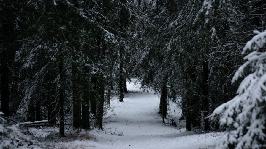 Snow over the trees HD Wallpaper