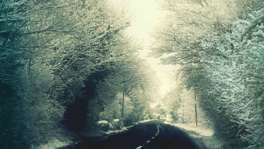 Snow Trees and Road