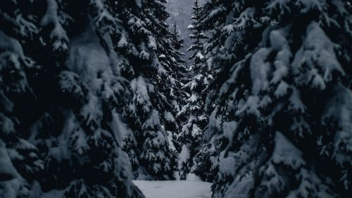 Snowy passage HD Wallpaper