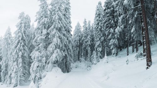 Snowy path among trees HD Wallpaper