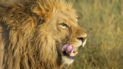 South African Lion Hd Wallpaper for Desktop and Mobiles