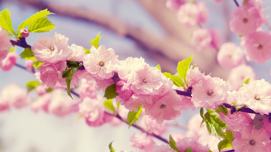 Spring Flowers HD Wallpaper