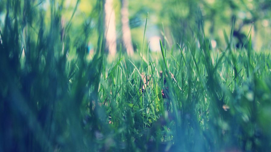Spring Grass HD Wallpaper