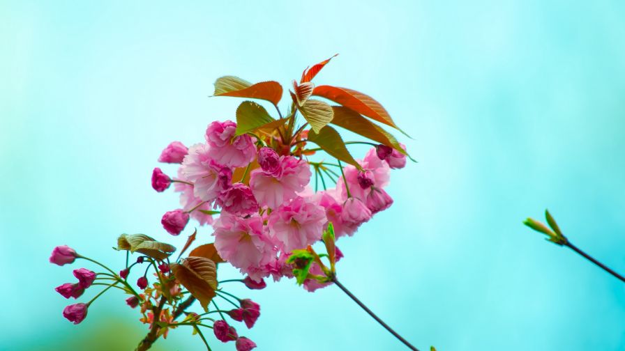 Spring pink flowers HD Wallpaper