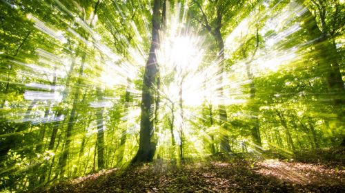 Sun Dappled Forest