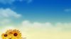 Sunflowers HD Wallpaper