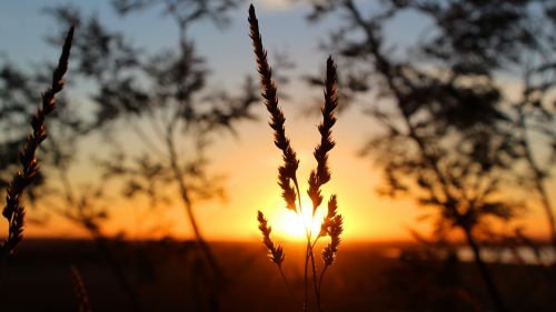 Sunlight through the grass HD Wallpaper