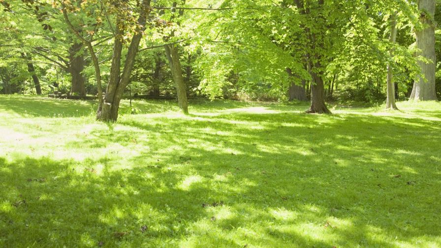 Sunny Lawn  HD Wallpaper
