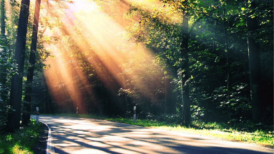 Sunny Road Surrounded by Trees