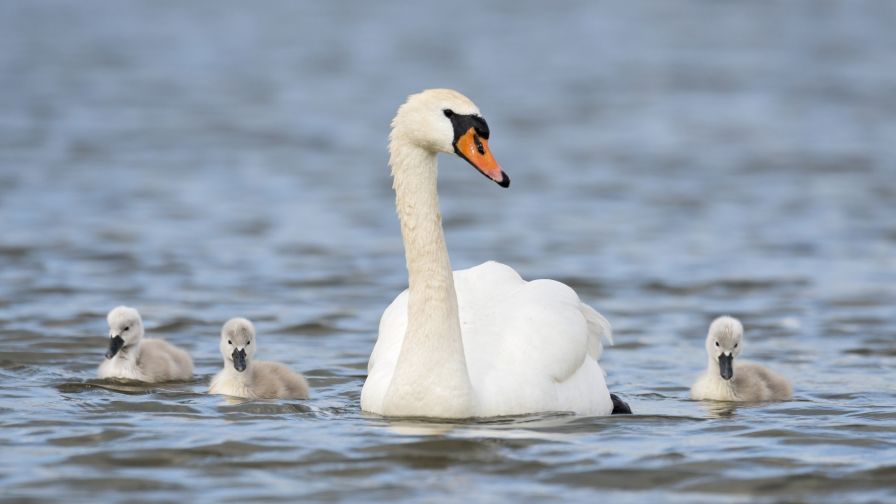 Swan family HD Wallpaper