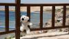 Teddy bear lost & lonely HD Wallpaper