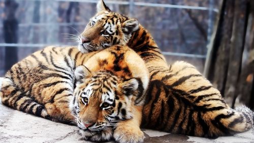 Tiger and baby tiger HD Wallpaper