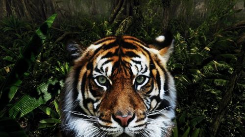 Tiger in jungle HD Wallpaper