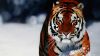 Tiger Walking Through Snow Wallpaper for Desktop and Mobiles