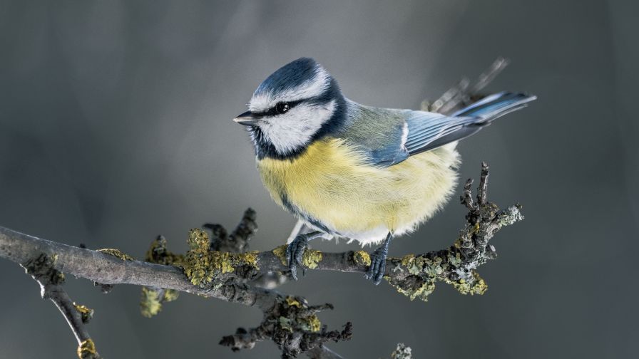 Tit bird HD Wallpaper