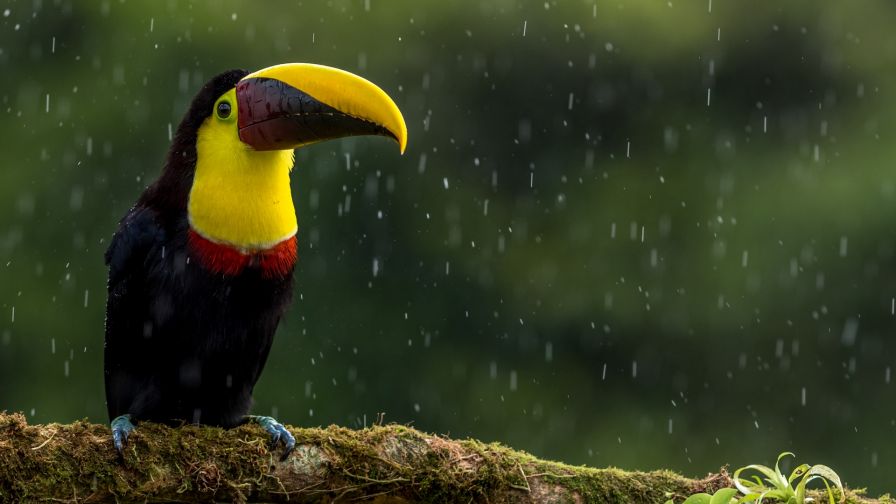 Toucan HD Wallpaper