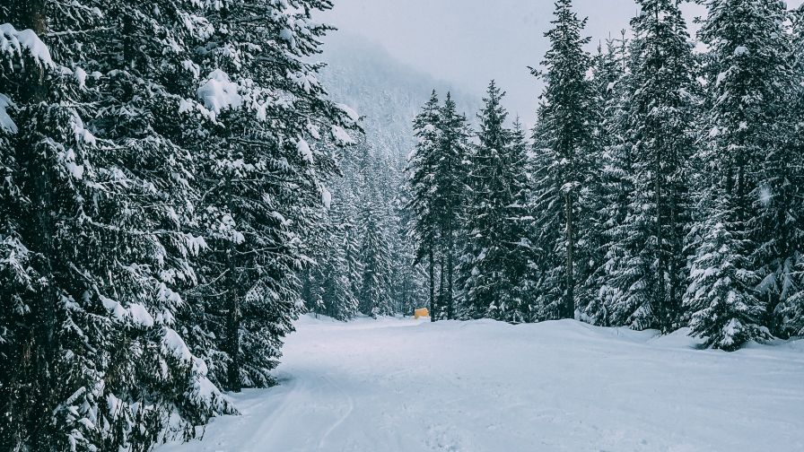 Traces over a snowy road HD Wallpaper