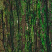 Tree bark painting HD Wallpaper
