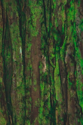 Tree bark painting HD Wallpaper