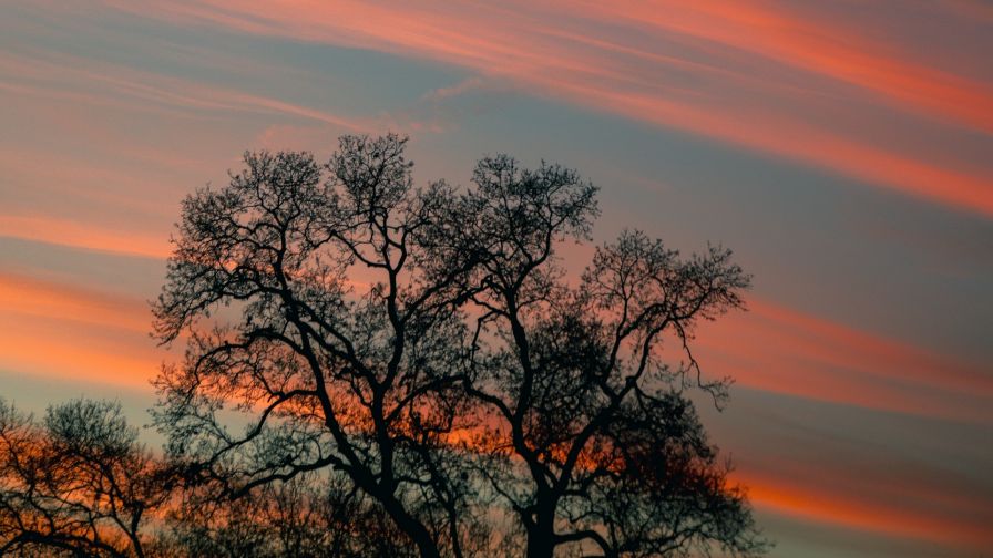 Tree branches under the clouds HD Wallpaper