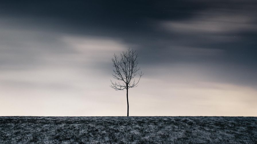 Tree in the middle of nowhere HD Wallpaper