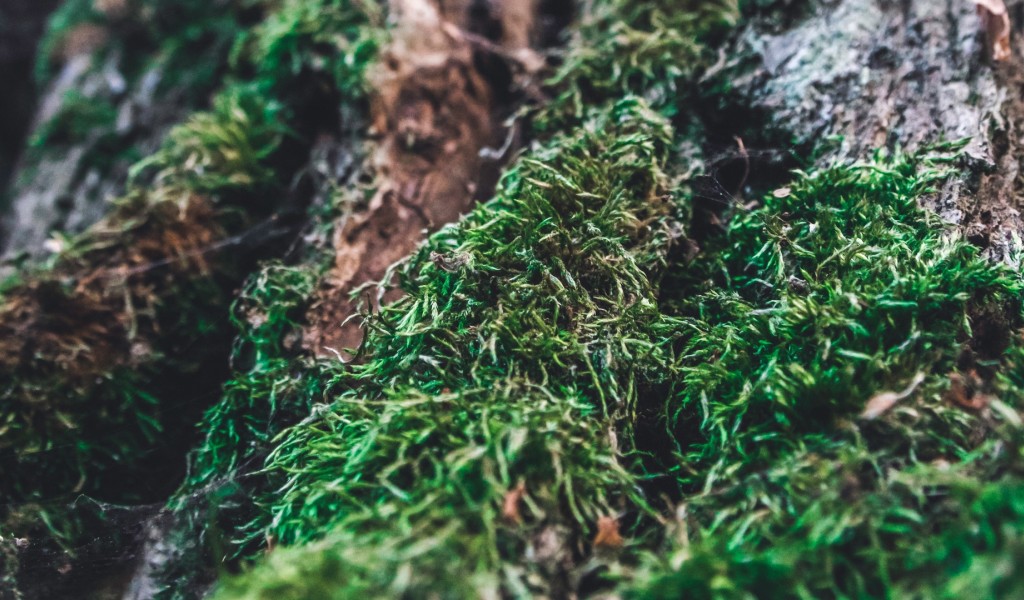 Tree moss HD Wallpaper