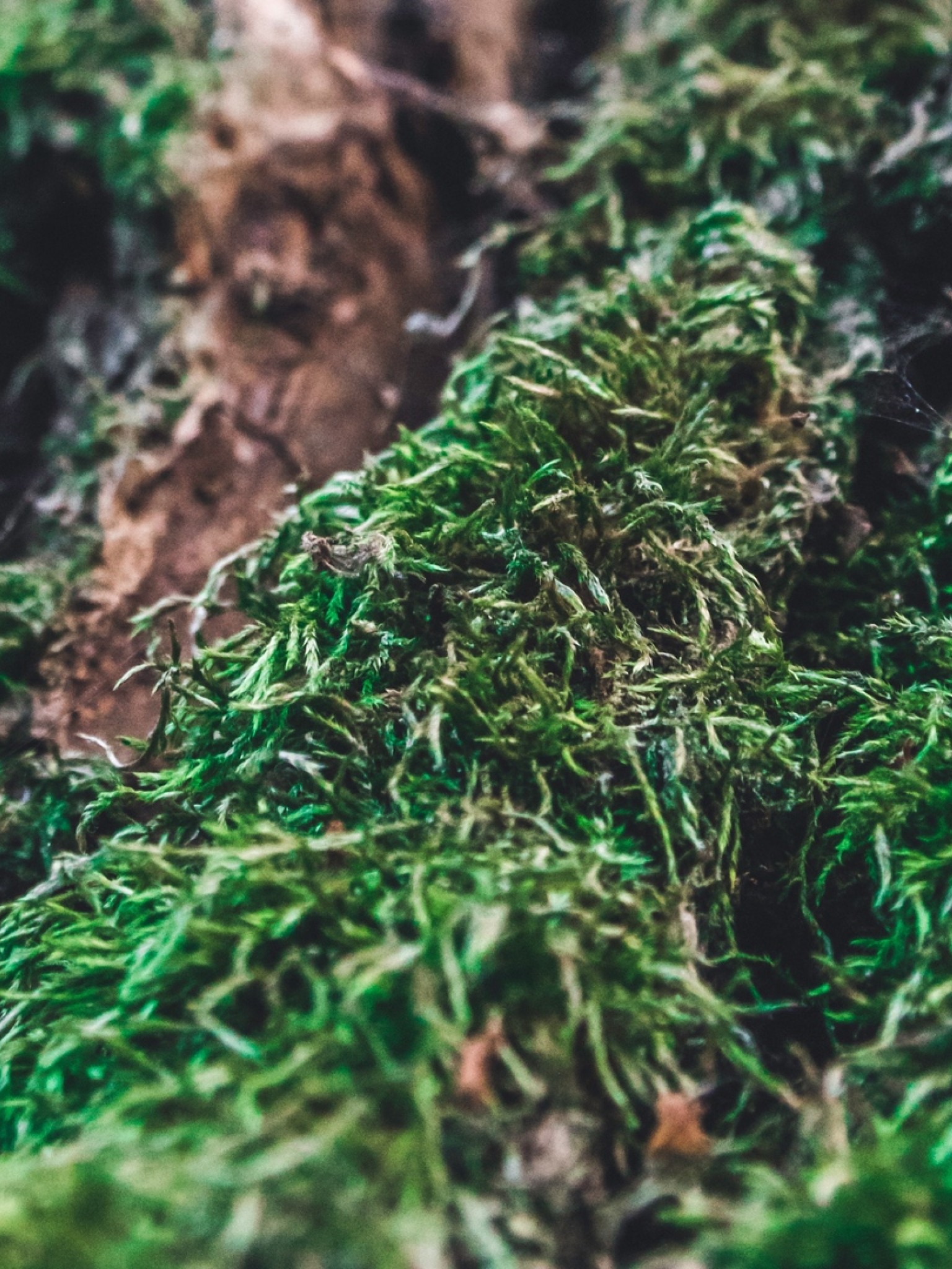 Tree moss HD Wallpaper