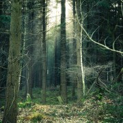 Tree trunks in the forest HD Wallpaper