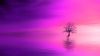 Tree under a pink horizon HD Wallpaper