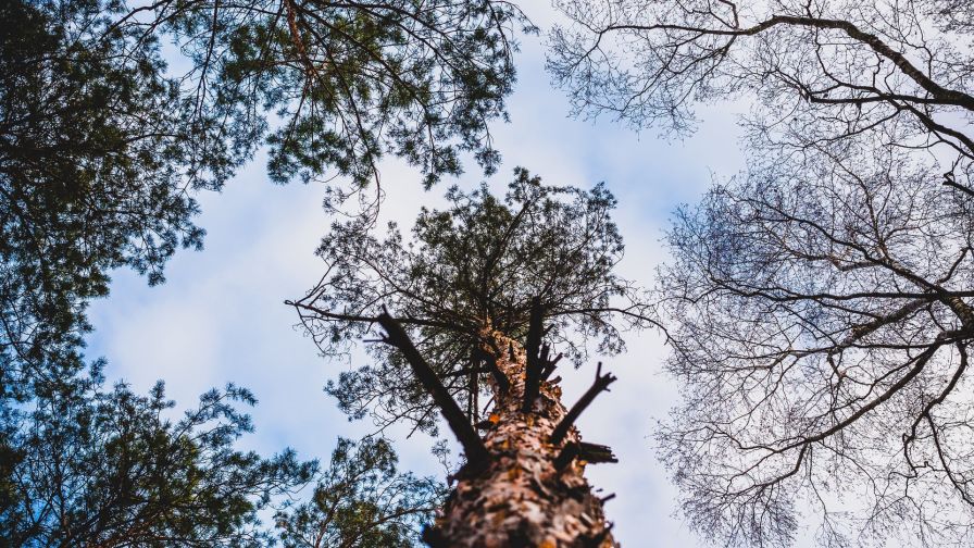 Tree view from below HD Wallpaper