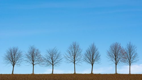 Trees at the desert HD Wallpaper