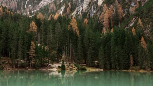 Trees next to lake HD Wallpaper