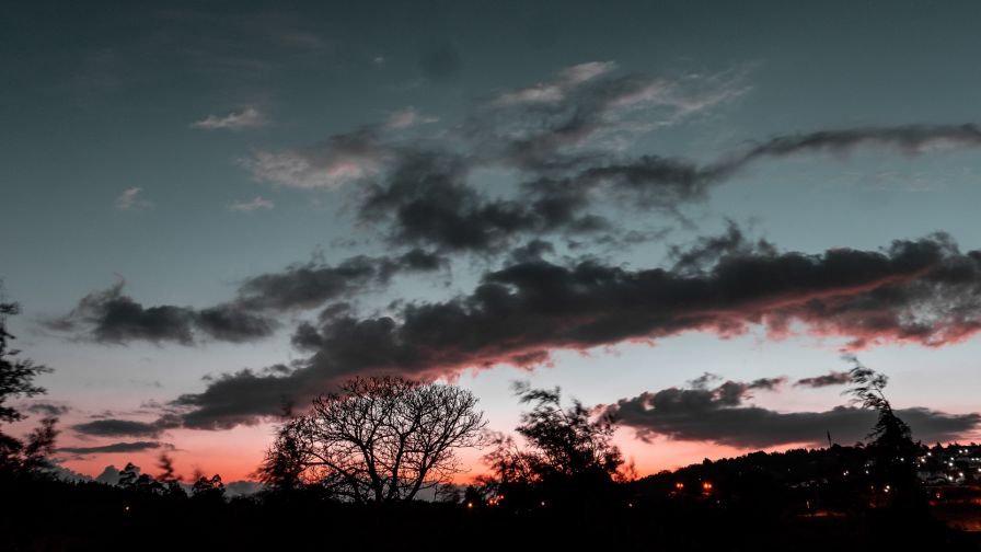 Trees under a cloudy sky HD Wallpaper