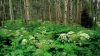 Tropical Rainforest HD Wallpaper