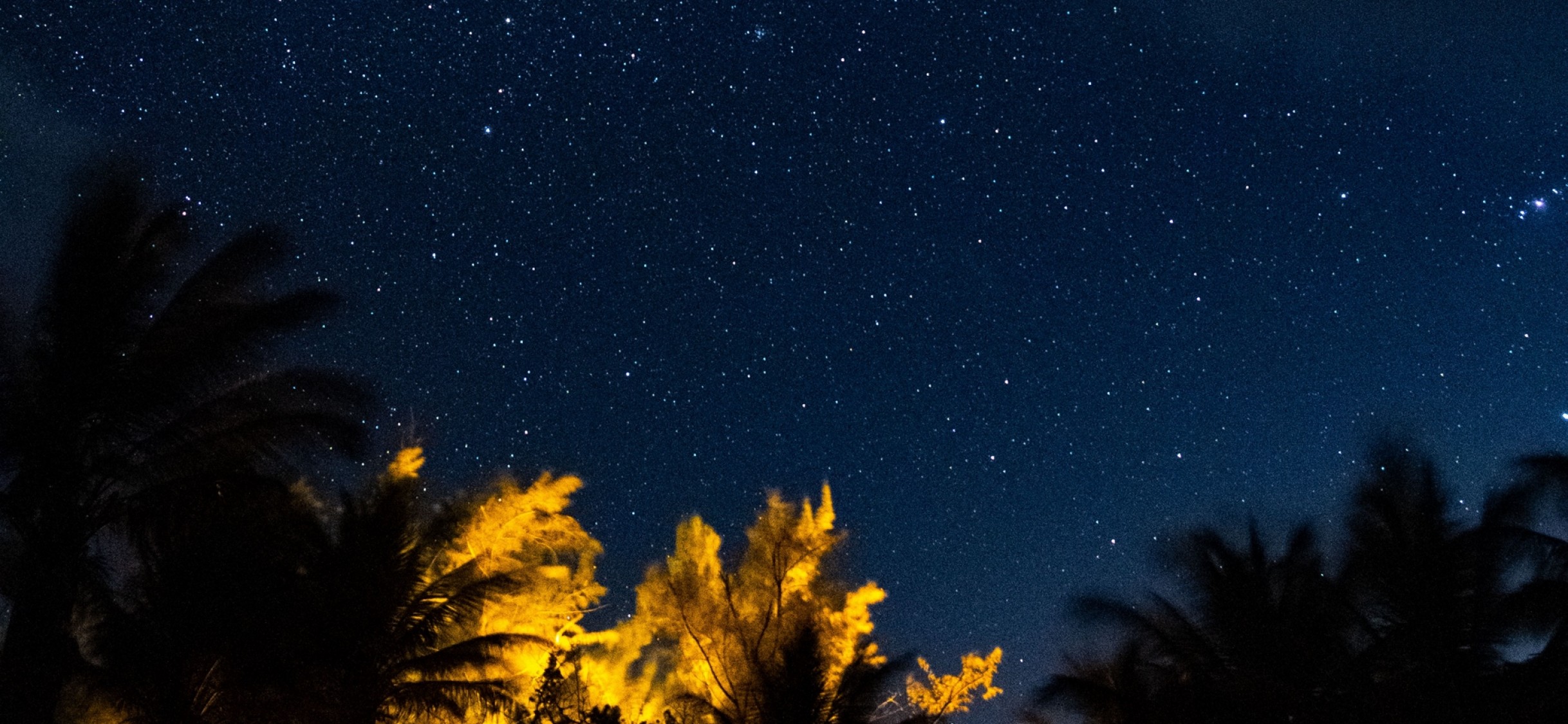 Tropical trees under a starry sky HD Wallpaper
