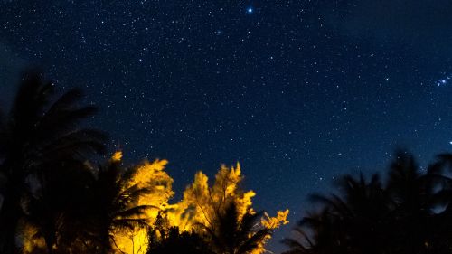 Tropical trees under a starry sky HD Wallpaper