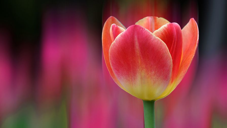 Tulips Bokeh