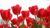 Tulips HD Wallpaper