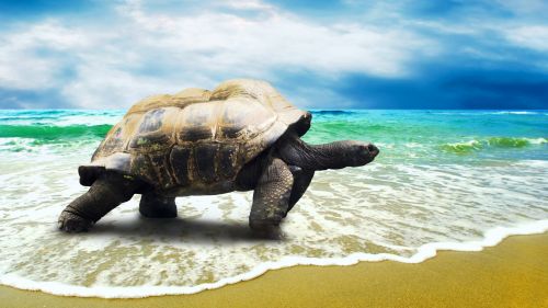 Turtle HD Wallpaper