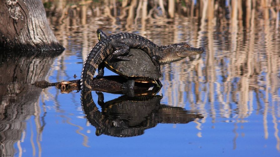 Turtle sleeping in the water HD Wallpaper