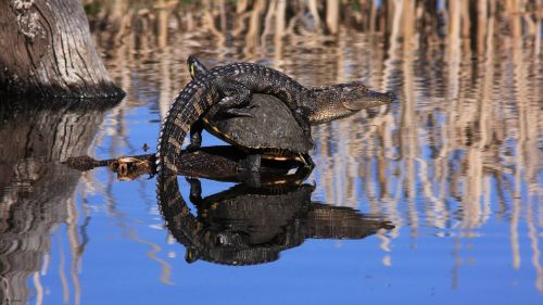 Turtle sleeping in the water HD Wallpaper