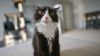 Tuxedo Cat Wallpaper for Desktop and Mobiles