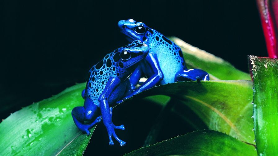 Two Blue Frogs Wallpaper for Desktop and Mobiles