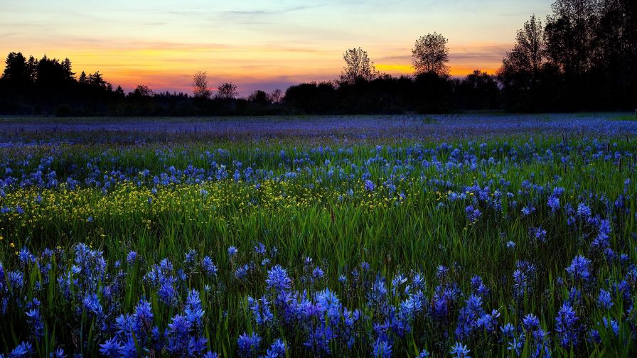 Valley of flowers HD Wallpaper