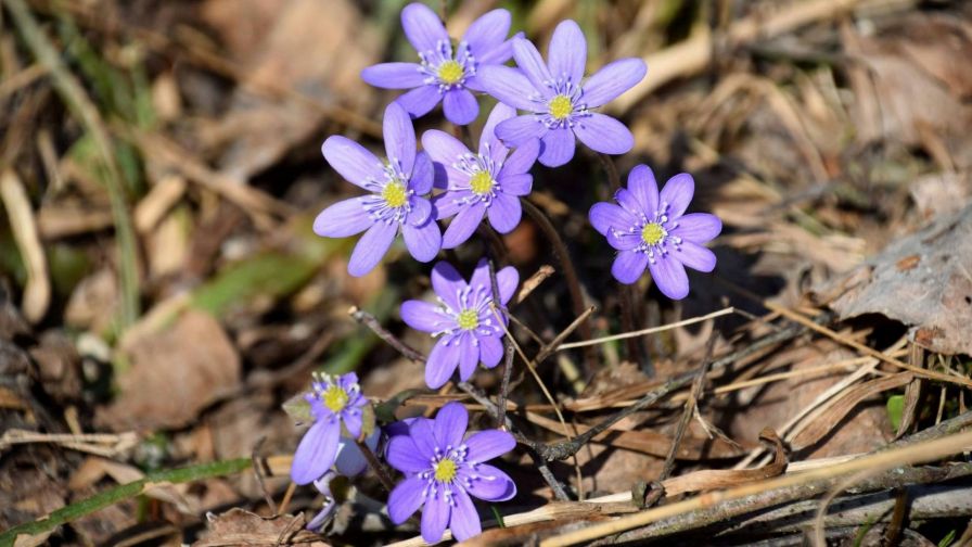 Violets in Latvia HD Wallpaper