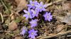 Violets in Latvia HD Wallpaper