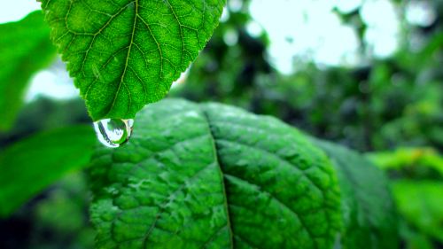 Water Dripping off a Leaf