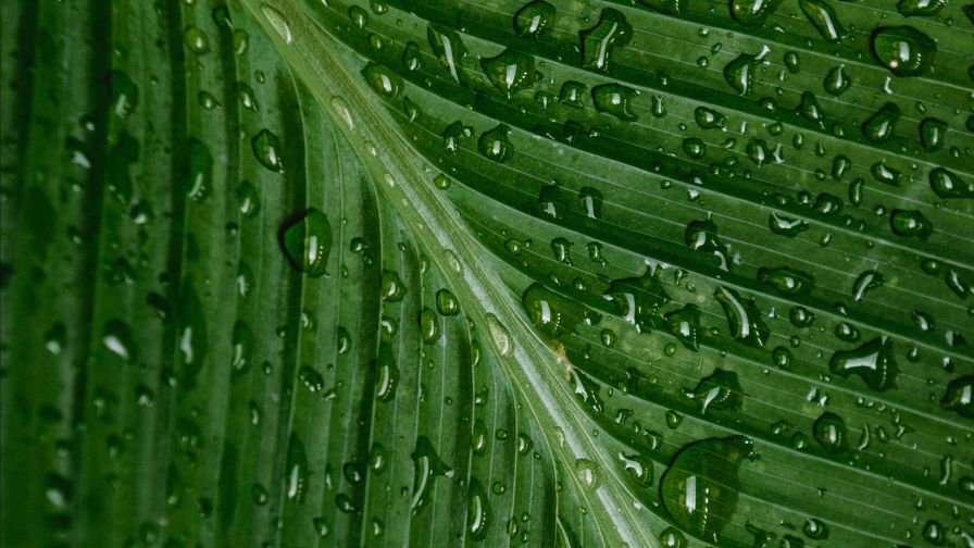 Water drops over a leaf HD Wallpaper